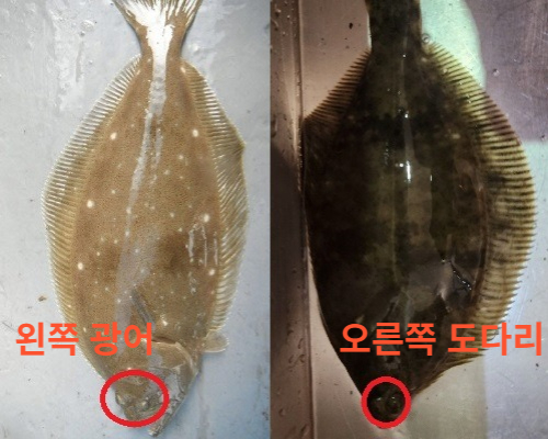  광어와 도다리 구분법과 차이점