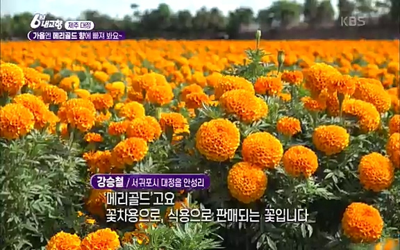 [7612회] 6시 내고향 - KBS7612회] 6시 내고향.ts_20220912_172003.946.jpg