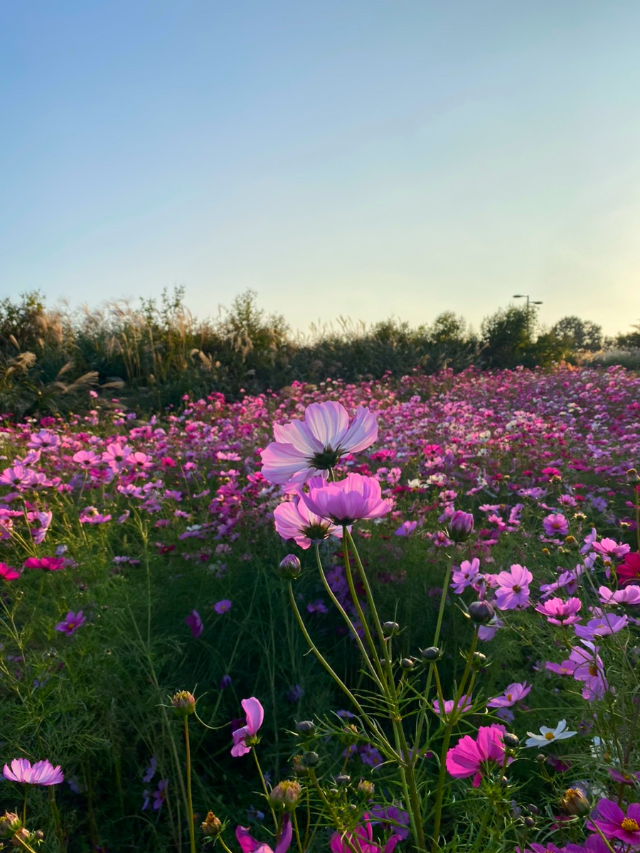 서울 억새 축제
