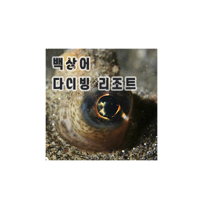 백상어다이빙 리조트 이미지