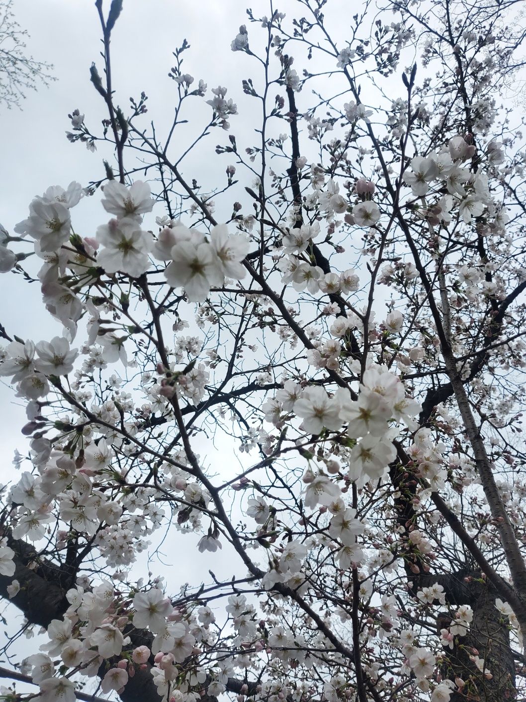 경주의 봄 풍경 벚꽃이 활짝 피었다