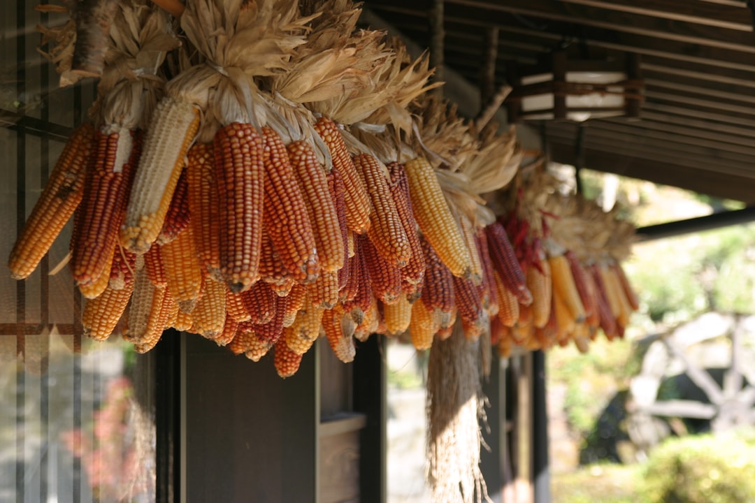 The most important noun in 영광 굴비 손질 및 굽는 법 is 굴비 (gulbi), which can be translated into English as dried yellow croaker.
