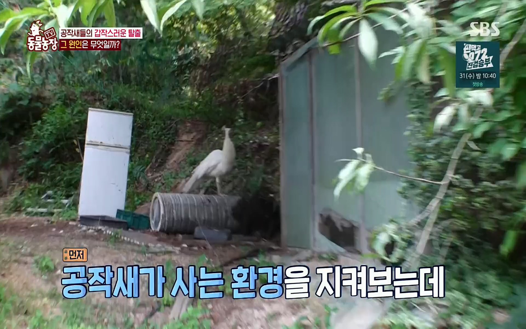 TV 동물농장.E1084.220828p.H264-F1RST.mp4_20220828_154052.993.jpg