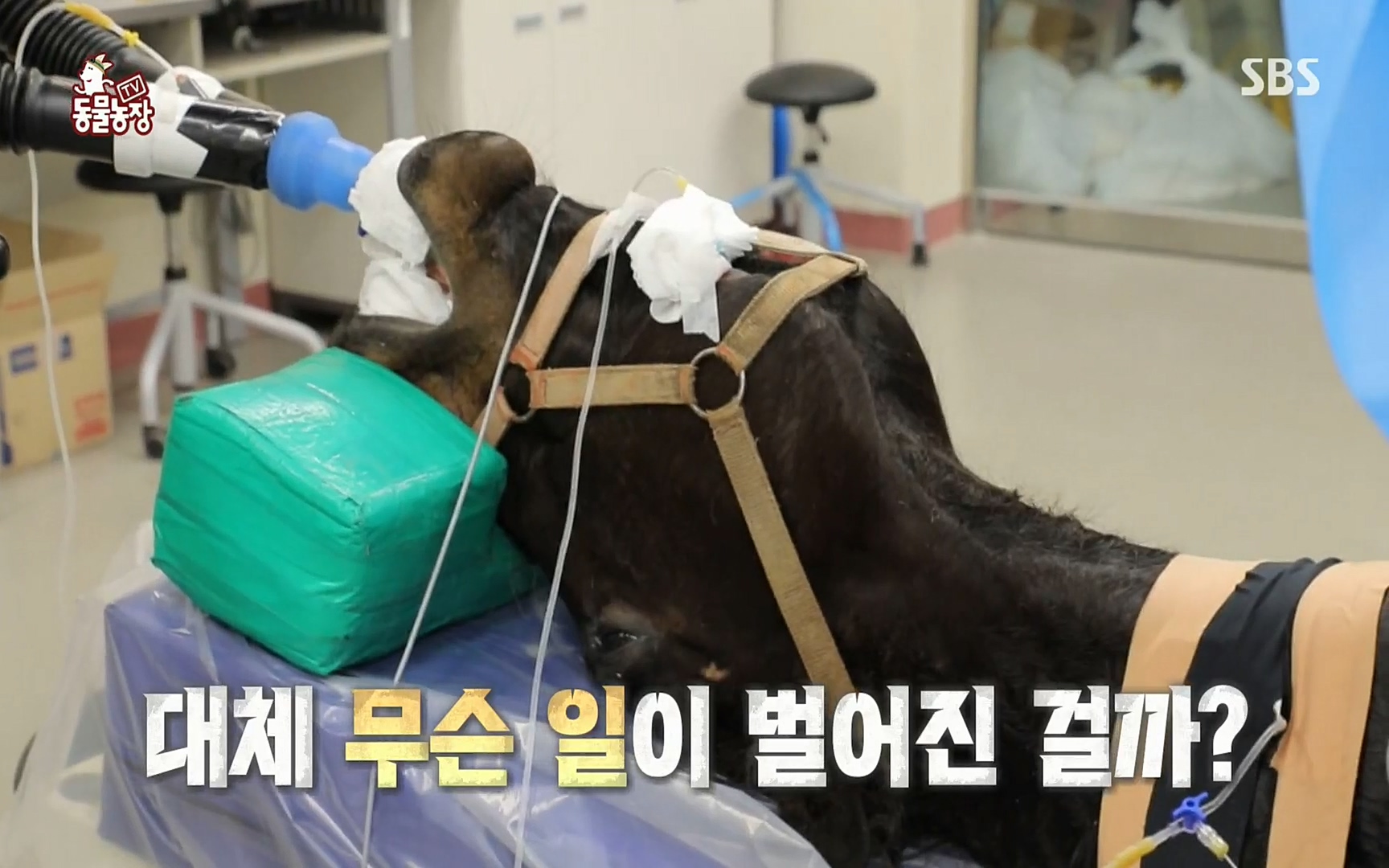 TV 동물농장.E1062.220327p.H264-F1RST.mp4_20220327_173351.776.jpg