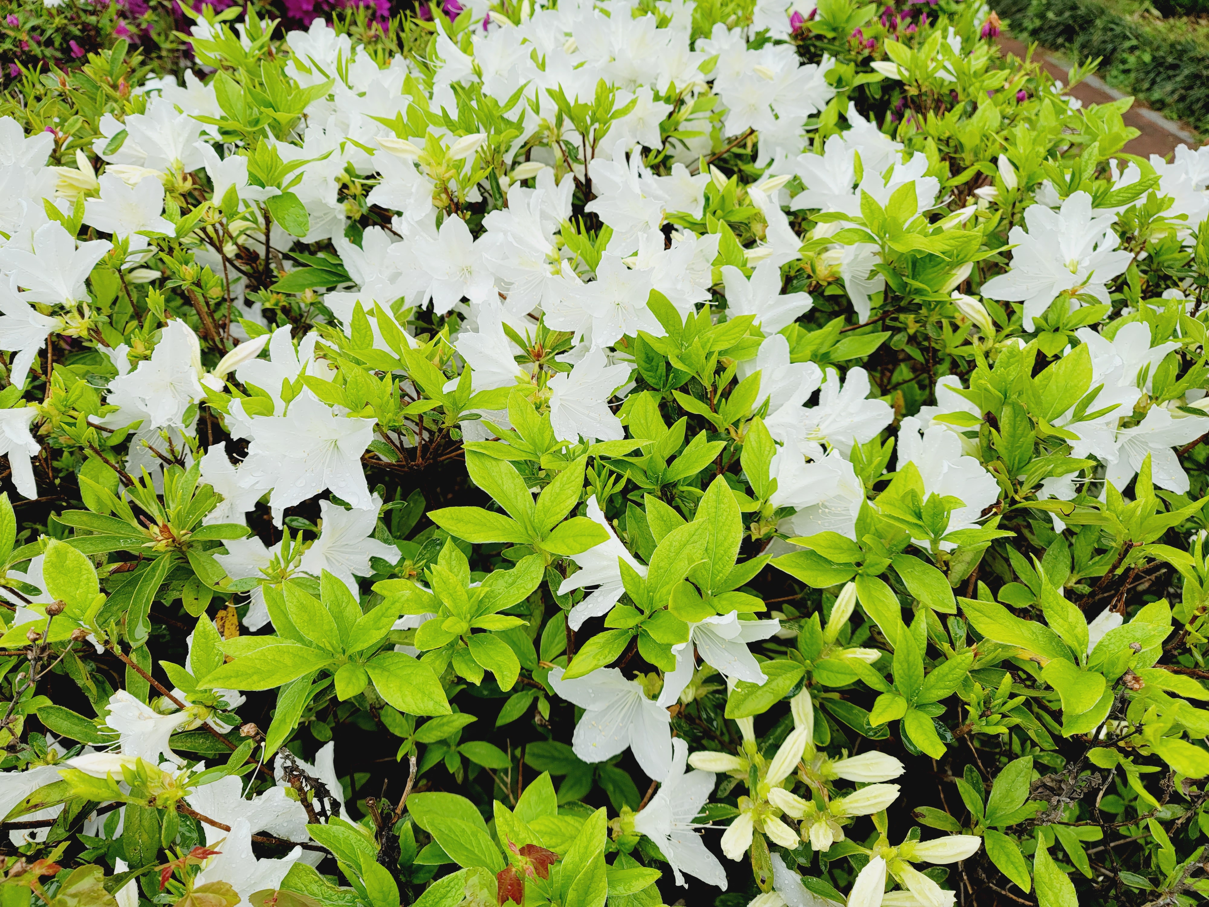 산철쭉 화단접대 62