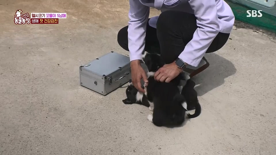 TV 동물농장.E1126.230625p.H264-F1RST.mp4_20230626_204257.184.jpg
