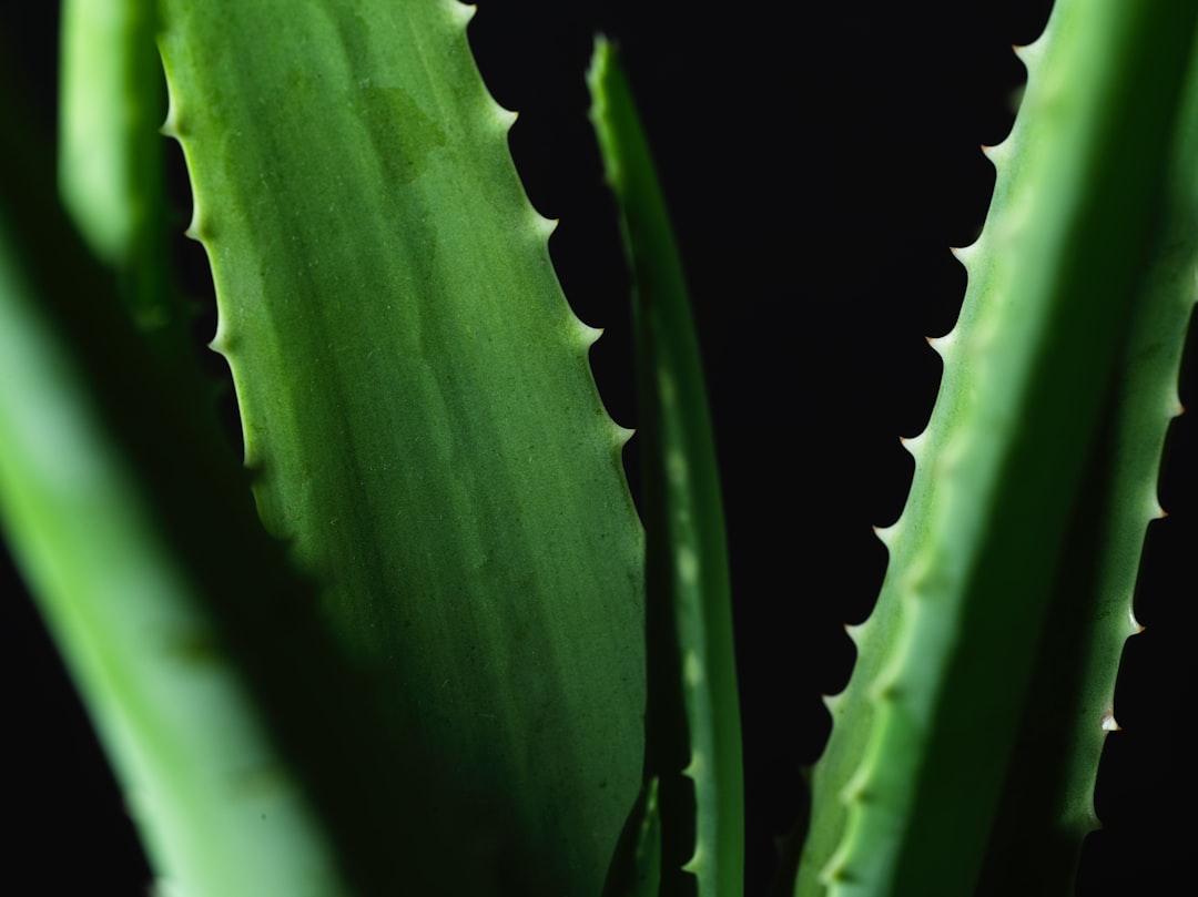 Aloe vera benefits.