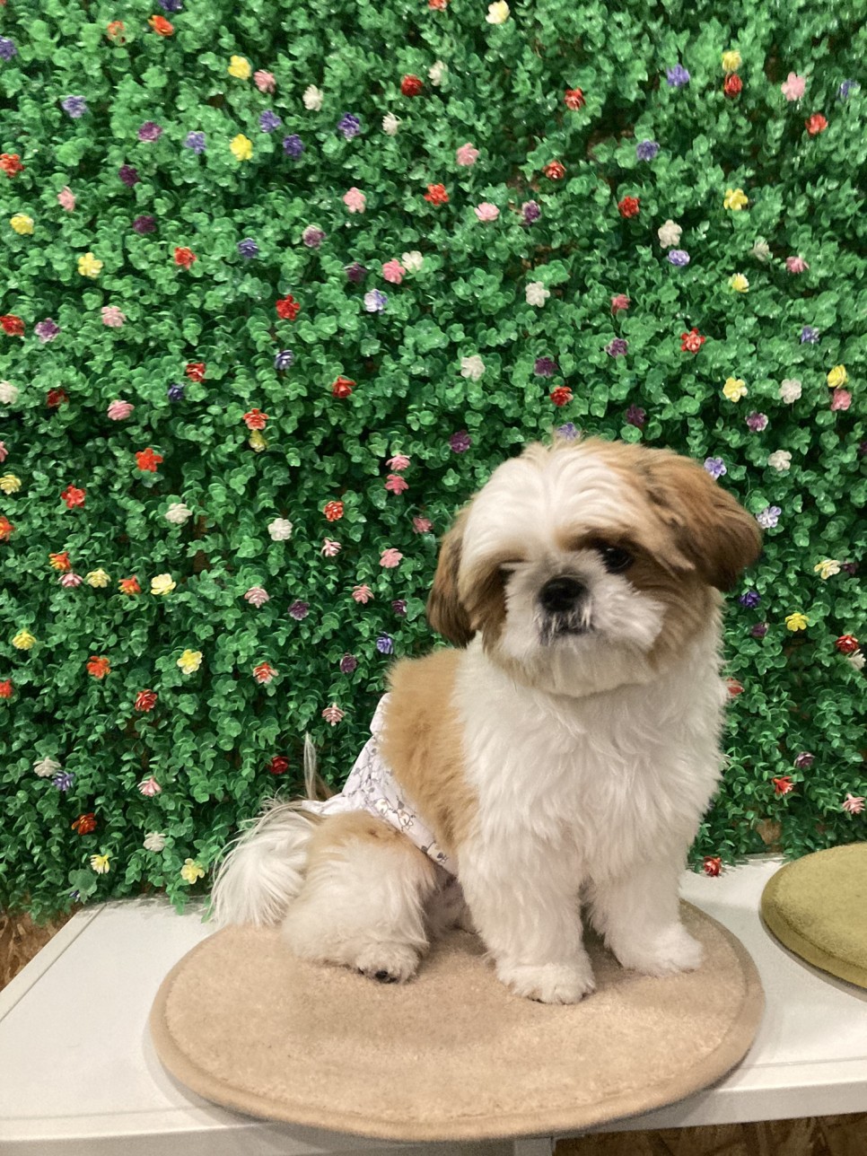 애견미용 여름맞이 애견미용 강아지 미용 천안 애견미용 [지켜주는 강아지] 천안역 7