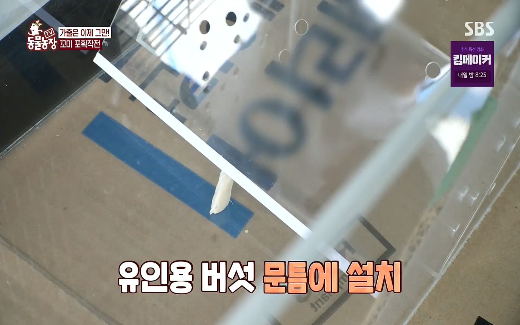 TV 동물농장.E1086.220911p.H264-F1RST.mp4_20220911_175408.199.jpg