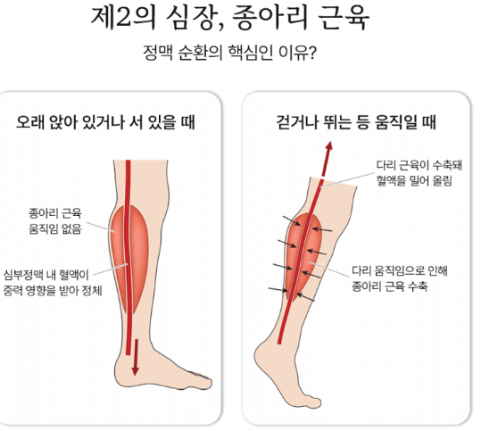 종아리 혈액 순환 개선 운동