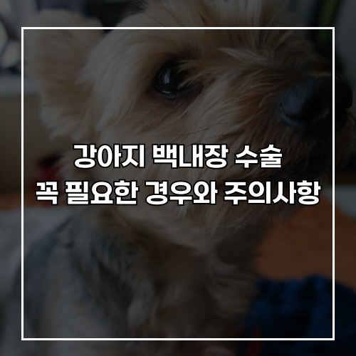 강아지 백내장 수술, 꼭 필요한 경우와 주의사항