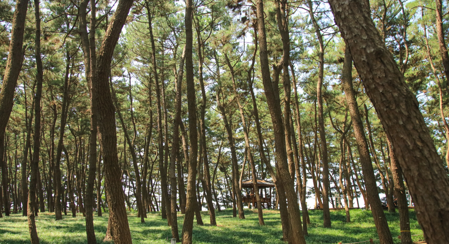 송림산림욕장-전경