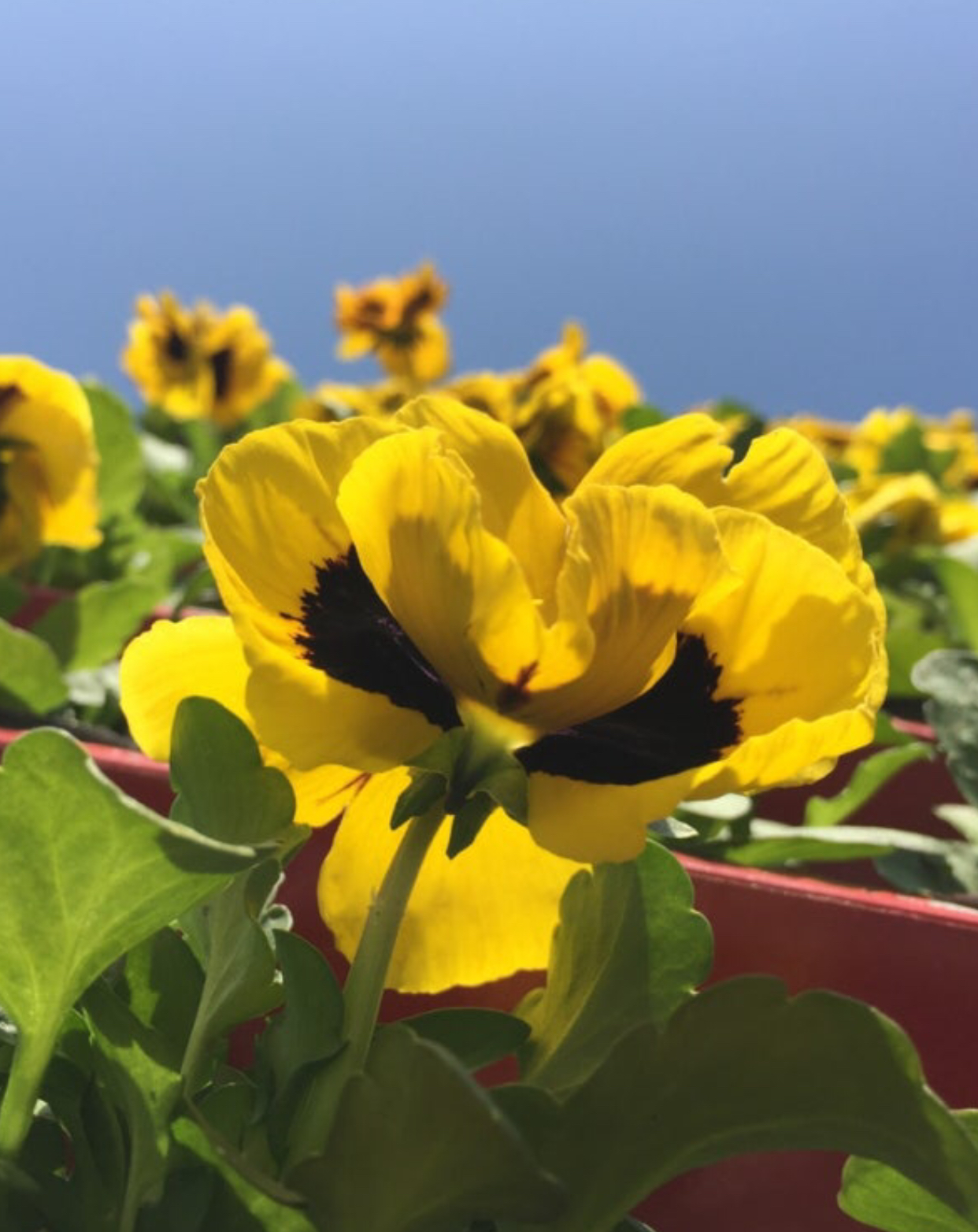 봄꽃]노란색 꽃 모음/꽃말