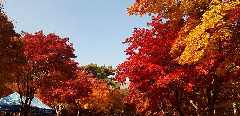 단풍명소