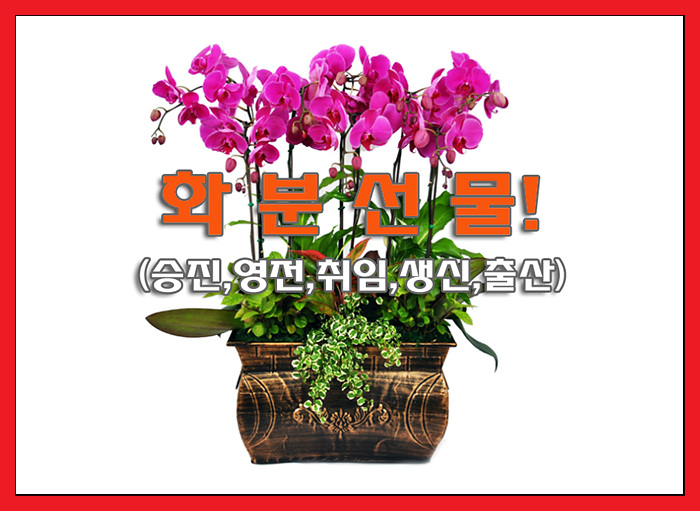  [화분선물] 플라워365 서양난/호접란(고급형) 18%할인