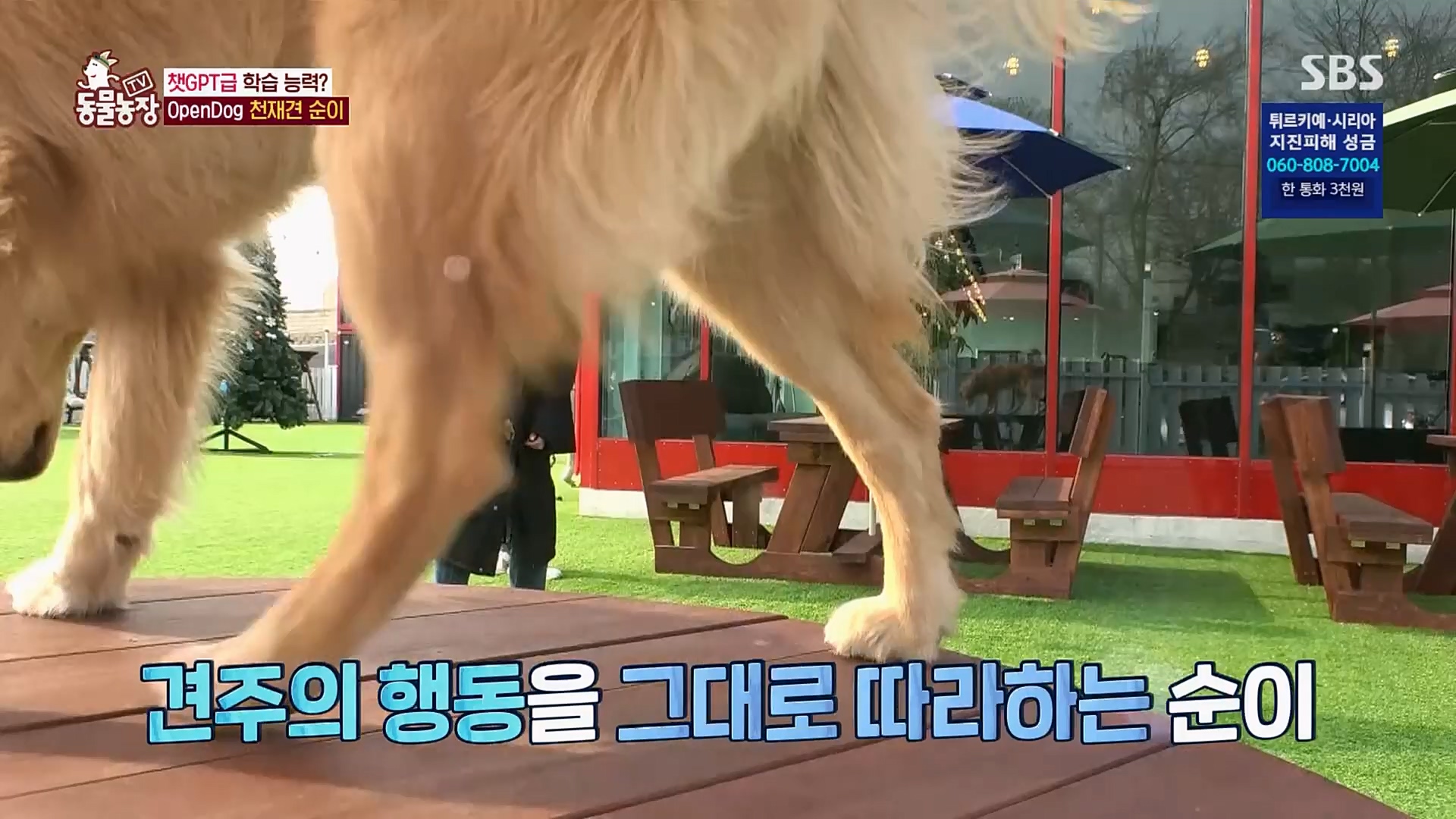TV 동물농장.E1109.230219p.H264-F1RST.mp4_20230219_142829.575.jpg