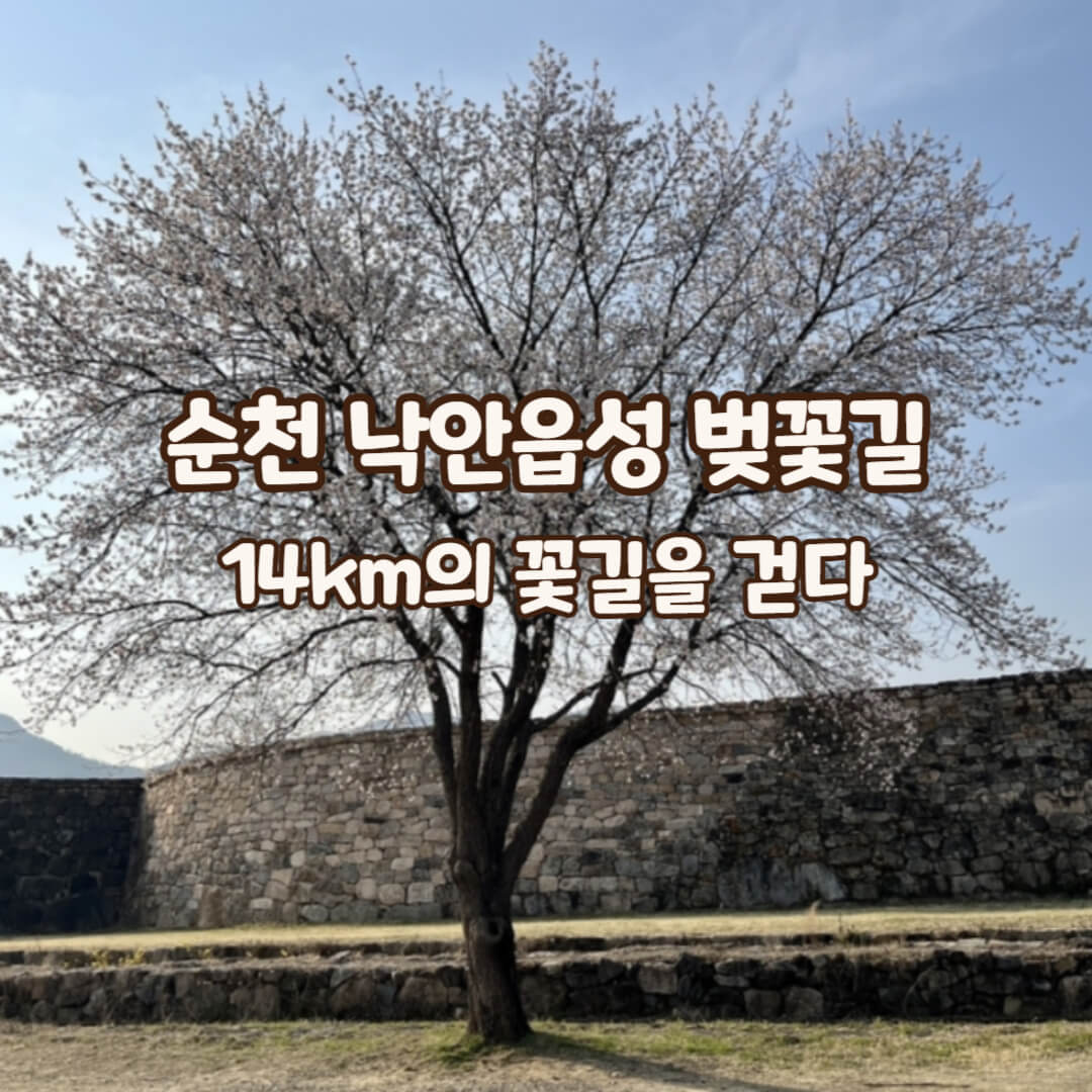 낙안읍성-벚꽃길