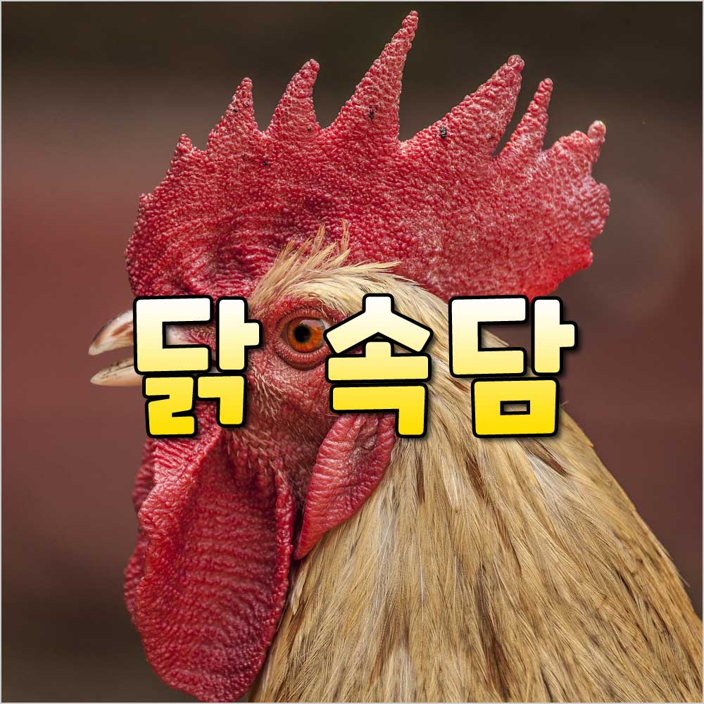 닭 속담] 닭에 관한 속담 모음과 뜻 73가지