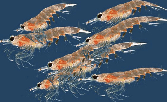  크릴오일의 효과, 부작용? 오해와 진실 알아봅니다. (코스트코, 아이허브 크릴오일)