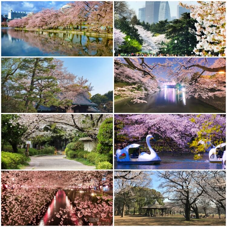 도쿄 벚꽃 명소