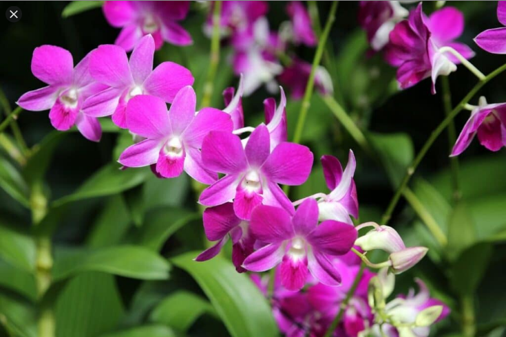  덴드로비움 (DENDROBIUM) 효능 부작용, 섭취법은?