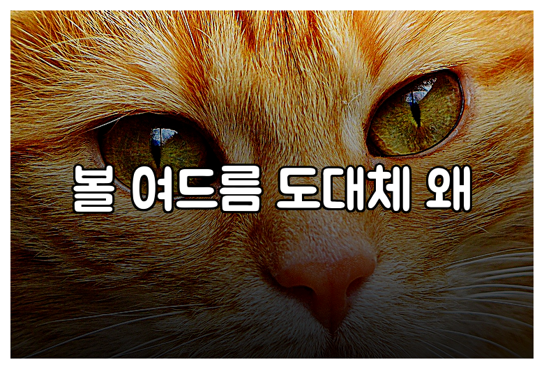 볼 여드름 도대체 왜