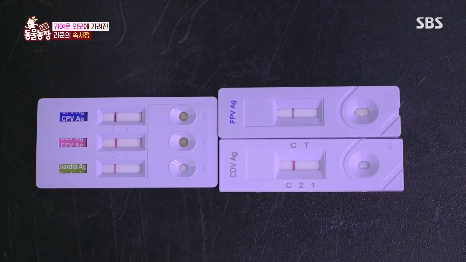 TV 동물농장.E1170.240505p.H264-F1RST.mp4_20240505_153803.751.jpg