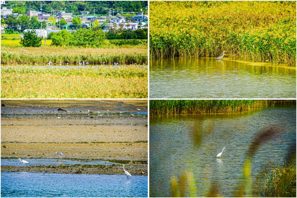 거제 오수마을 갈대밭 가을이 찾아온 19