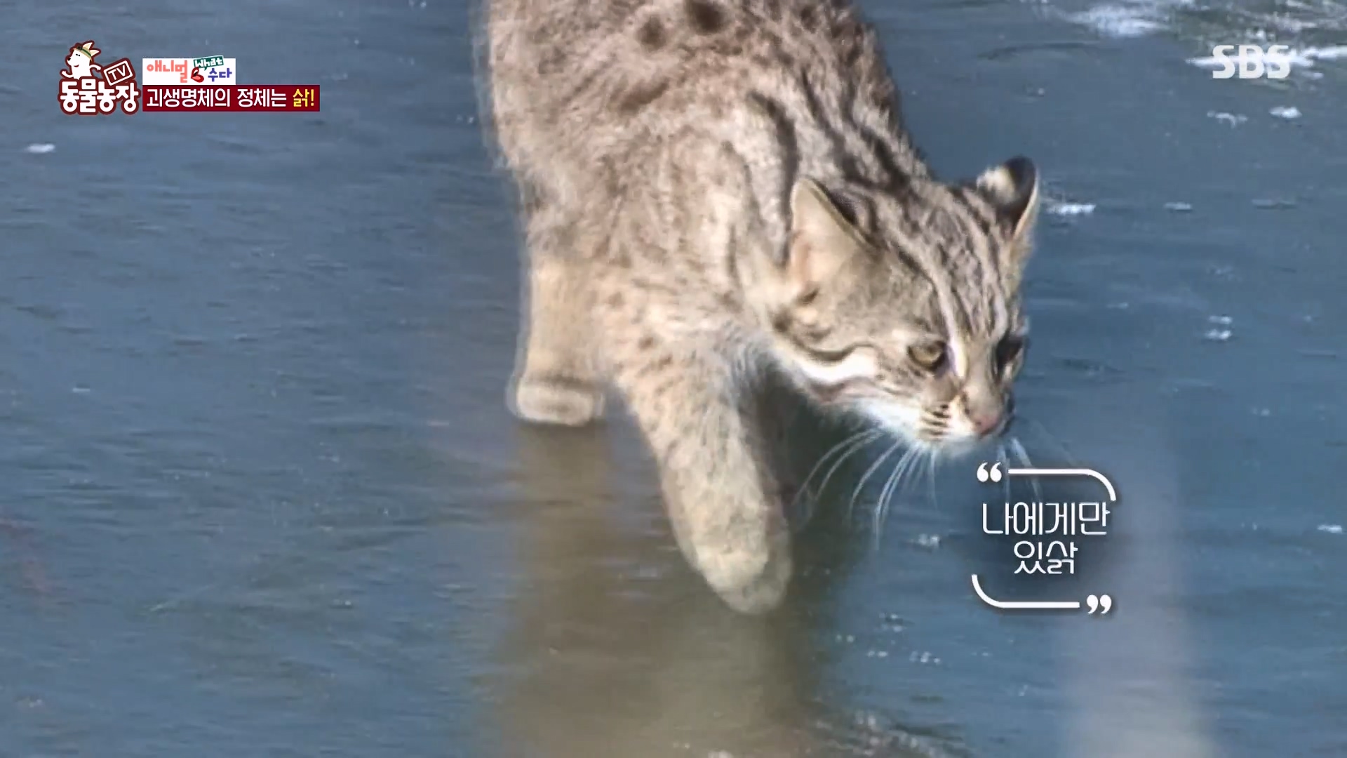 TV 동물농장.E1164.240324p-NEXT.mp4_20240324_170450.541.jpg