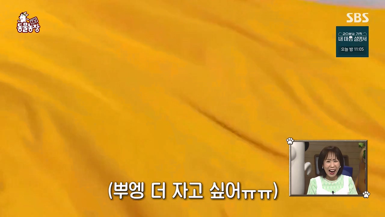 TV 동물농장.E1172.240520p-NEXT.mp4_20240519_162224.592.jpg