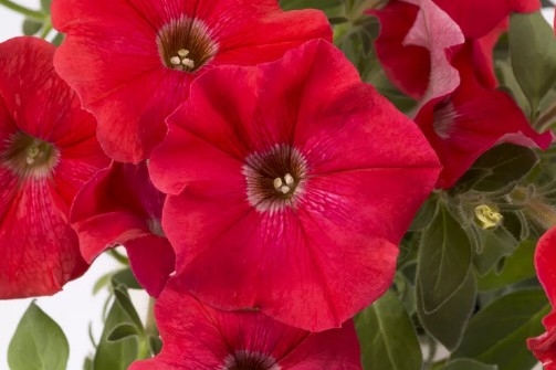 정원꾸미기 아름다운 빨간 꽃 - 피튜니아