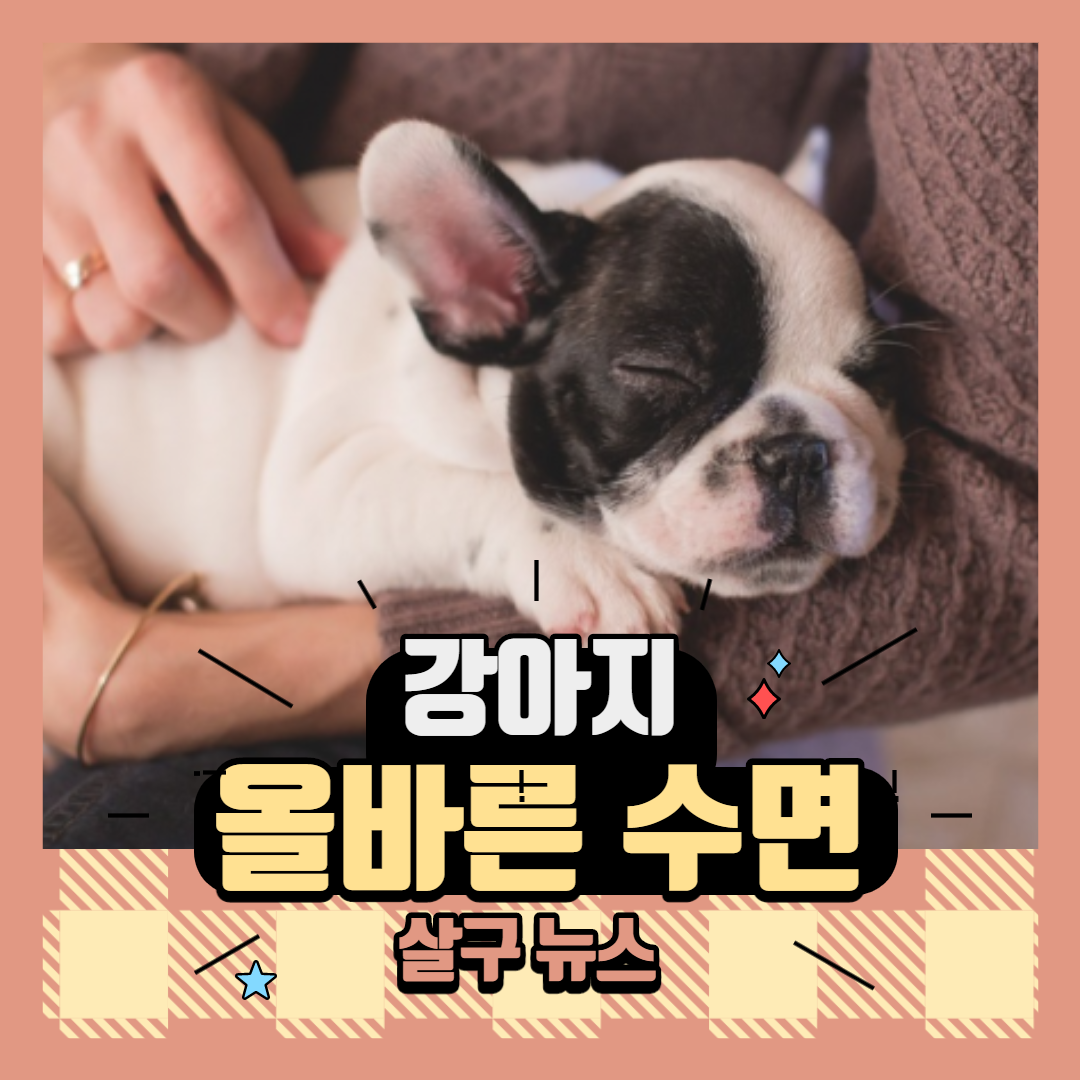 강아지의 올바른 수면 훈련 (+ 수면 시간 잠자는 자세 잠꼬대 )