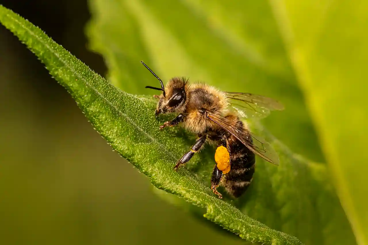꽃가루를-뭍힌-꿀벌