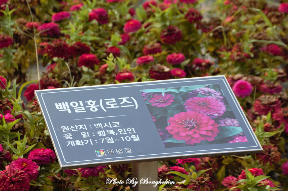  철원 고석정꽃밭 백일홍꽃의 만찬