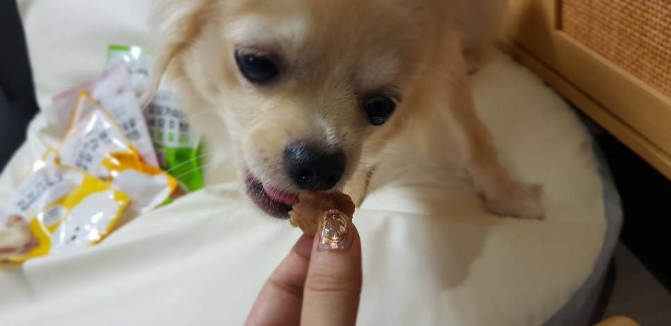 [강아지간식]허닭x핏펫몰 꼬꼬가슴살 맛있는 냄새로 12