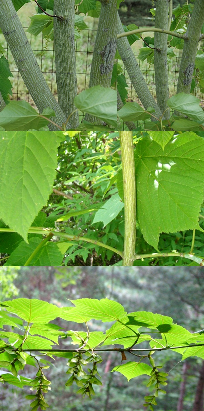 꿀벌나무 효과, 나무즙, 추출물, 건성분 선택방법 7