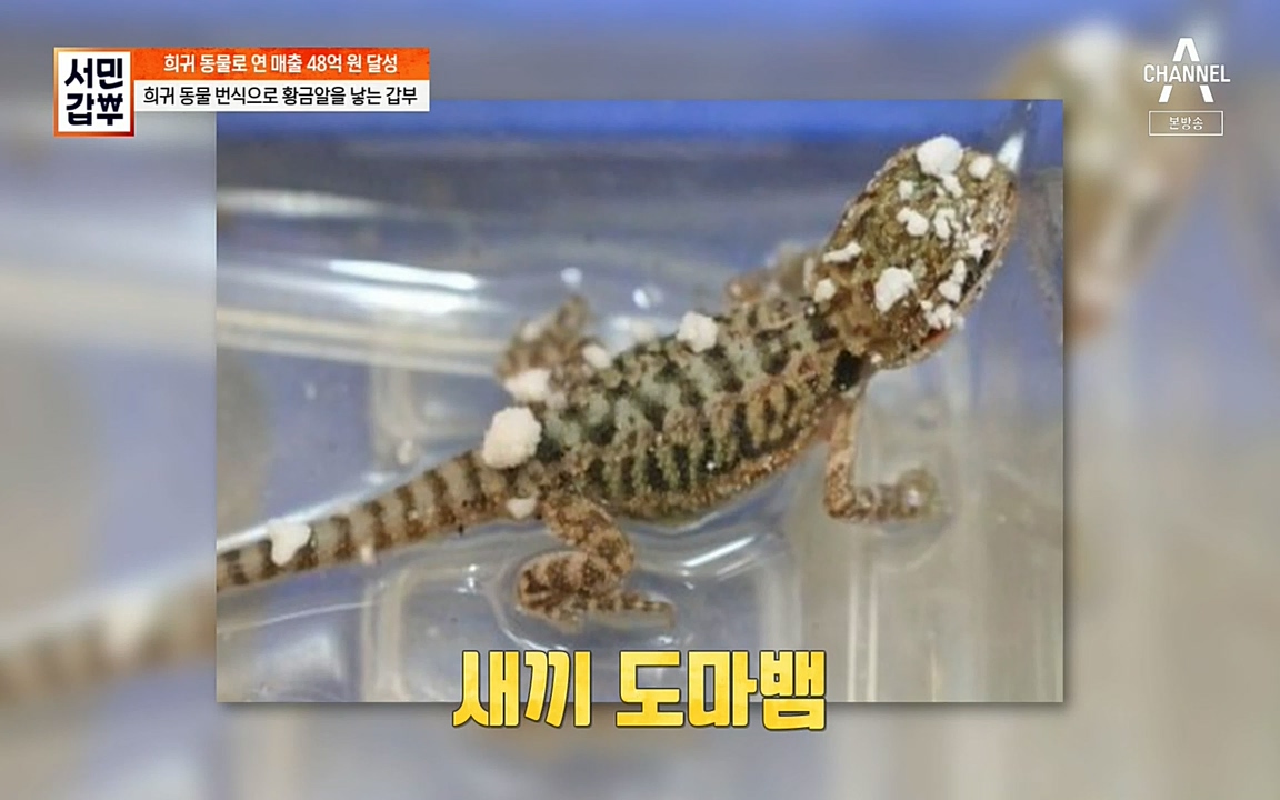 서민 갑부.E381.220431p-NEXT.mp4_20220501_180421.560.jpg