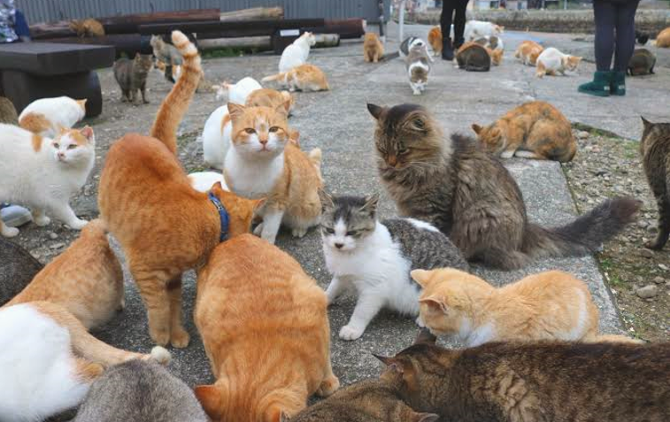 후쿠오카-아이노시마-섬-고양이