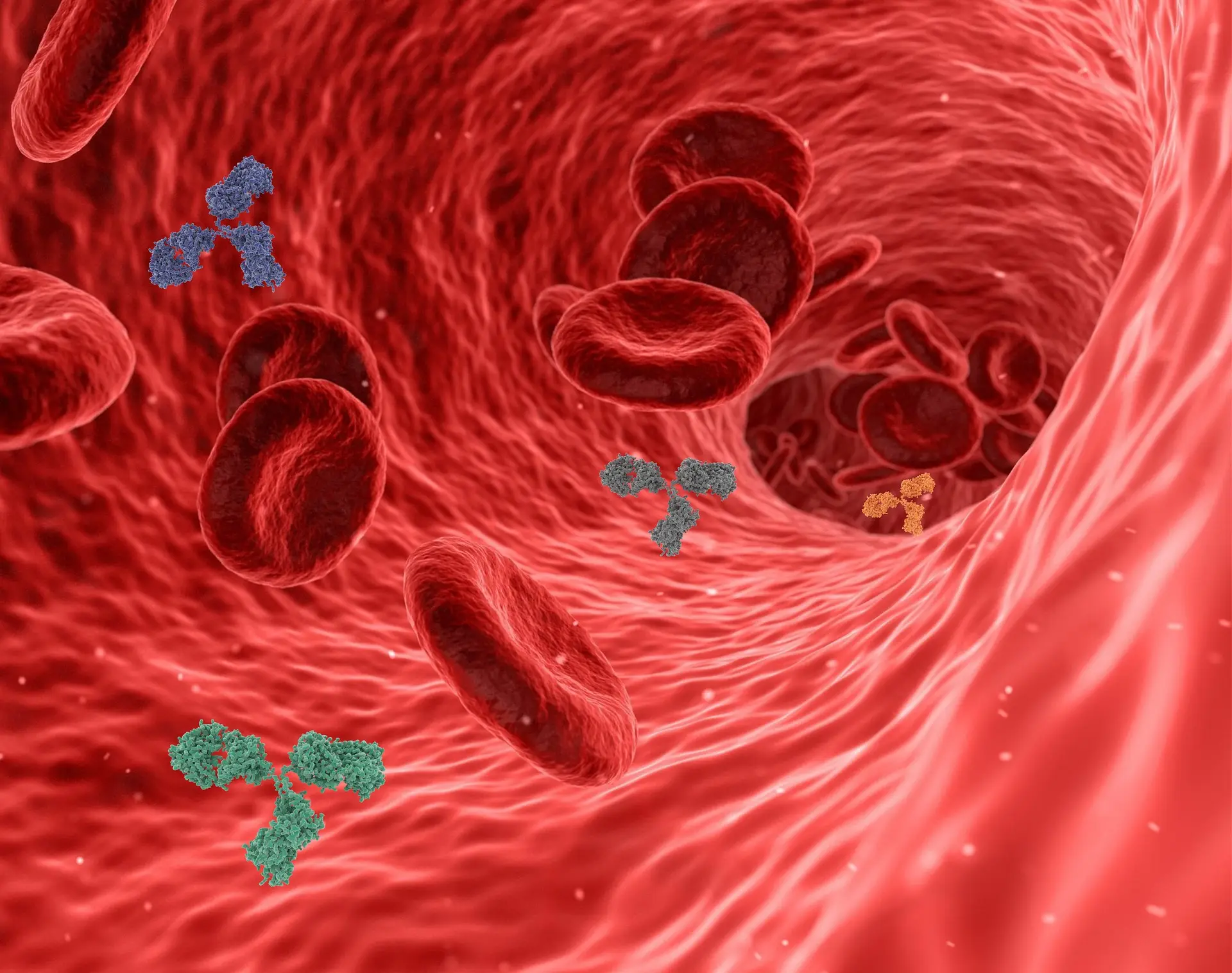 혈관-안을-타고-흐르는-적혈구와-다양한-세포들
