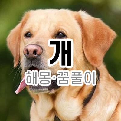 개 해몽 꿈 풀이