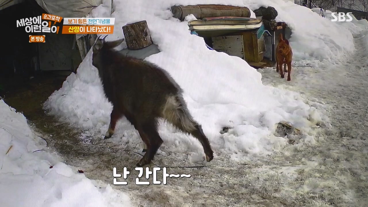 순간포착 세상에 이런일이.E1268.240310p-NEXT.mp4_20240310_132536.993.jpg