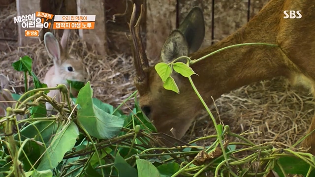 순간포착 세상에 이런일이.E1237.230716p-NEXT.mp4_20230716_174152.800.jpg