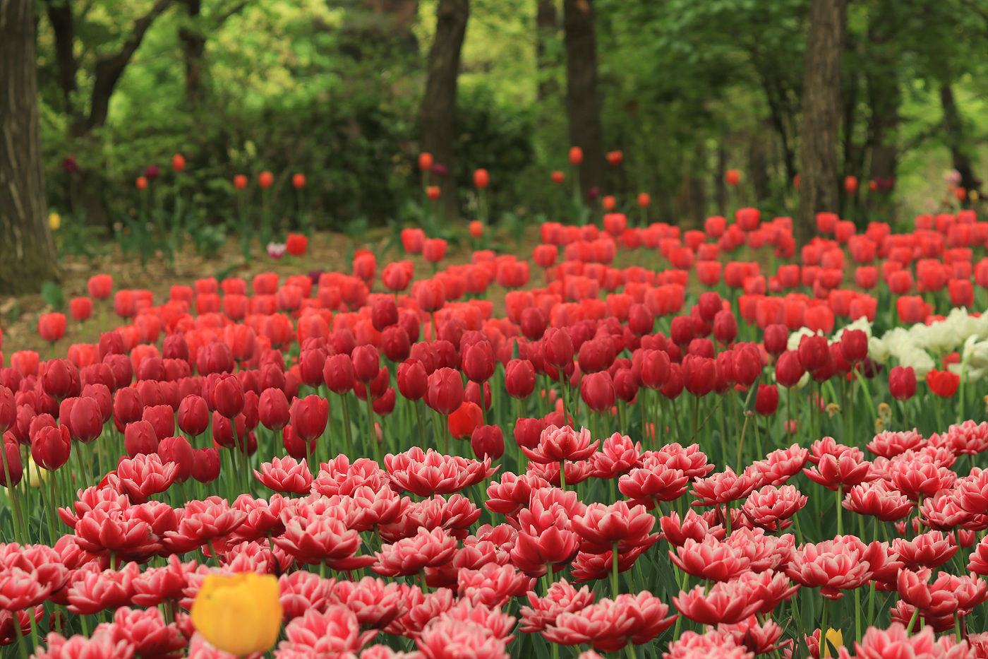 주말 서울숲 튤립 개화 현황… 15