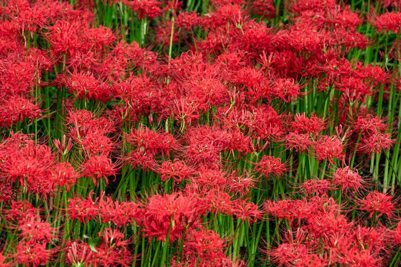 꽃무릇 (석산) Lycoris radiata (L&amp;#39;Her.) Herb. 1819