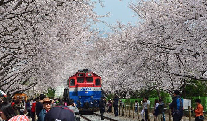 진해 군항제 벚꽃축제 안내 (2023 최신버전) 38