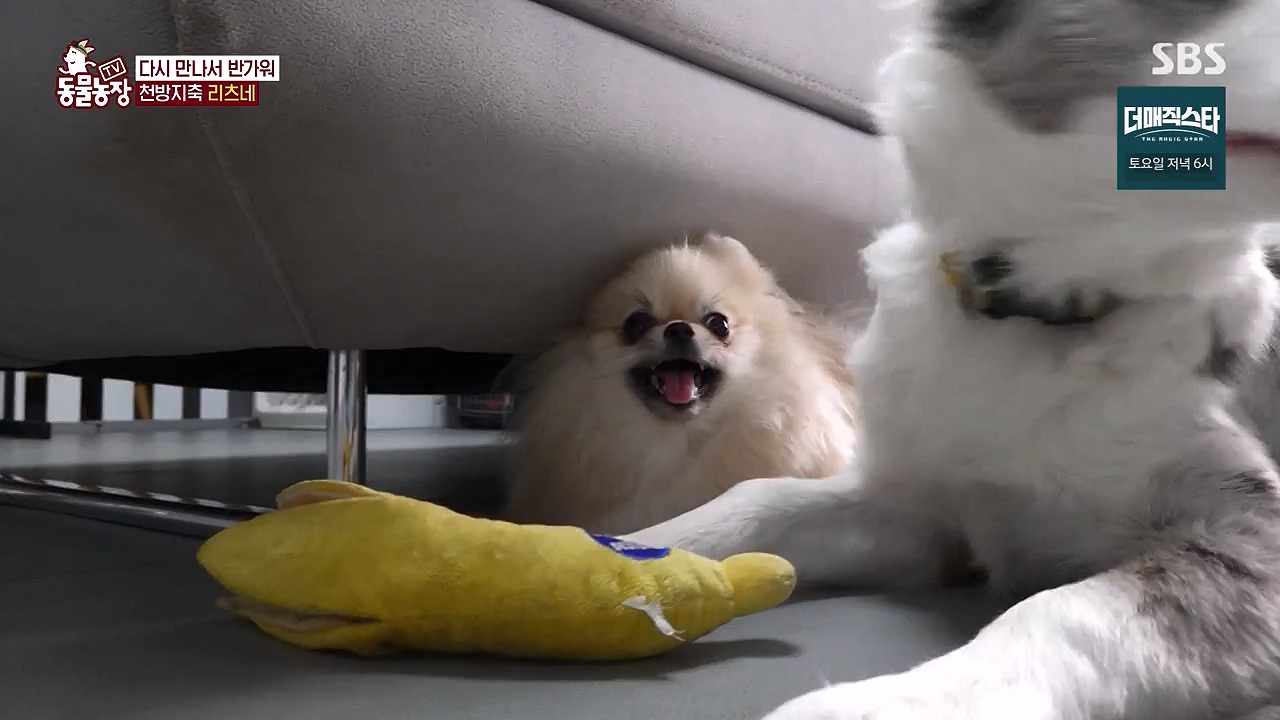 TV 동물농장.E1174.240603p-NEXT.mp4_20240602_155733.924.jpg