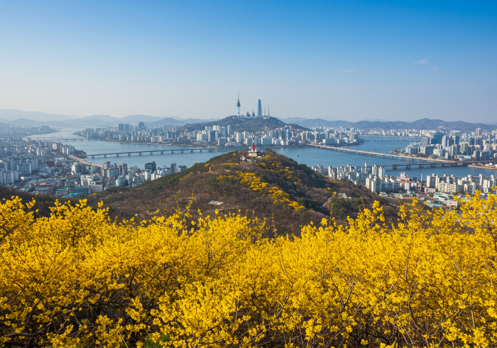 개나리 이미지