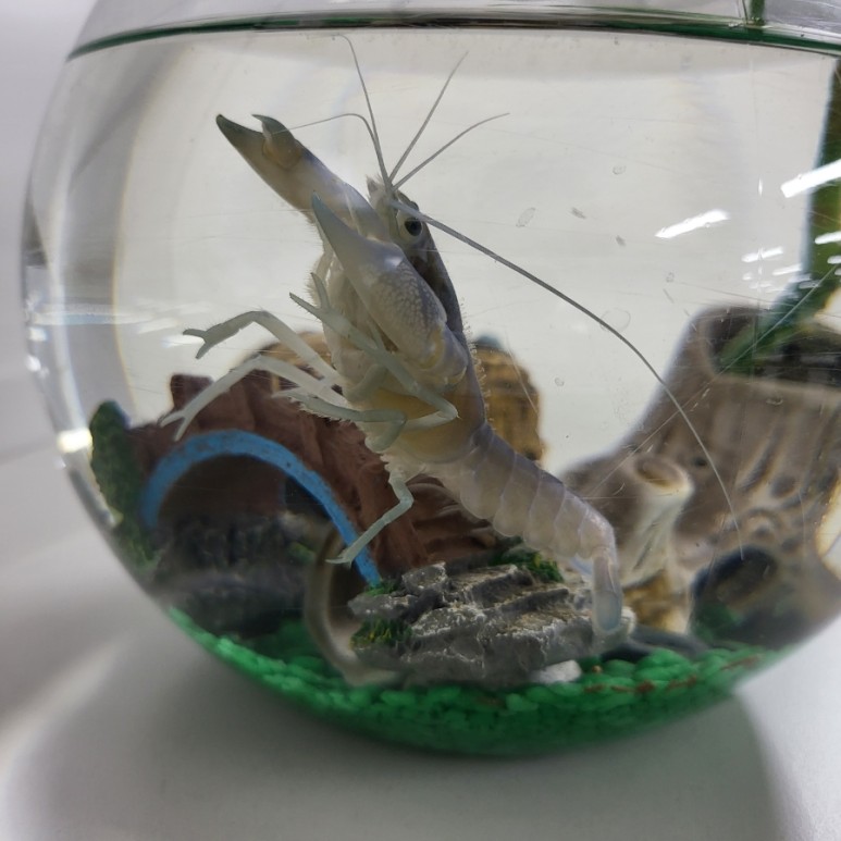 다이소화분 아이템으로 저렴한 가격에 생선, 청어 기르기(혼자 키운지 2개월 후)