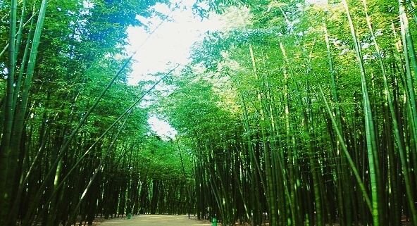 태화강 국가정원 대나무숲
