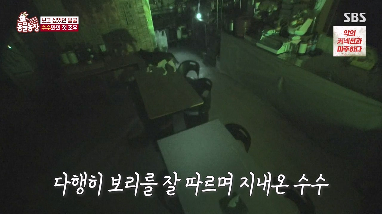 TV 동물농장.E1173.240527p-NEXT.mp4_20240526_155716.983.jpg